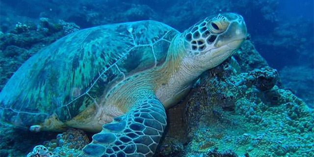 Night dive on the west coast mauritius (8)